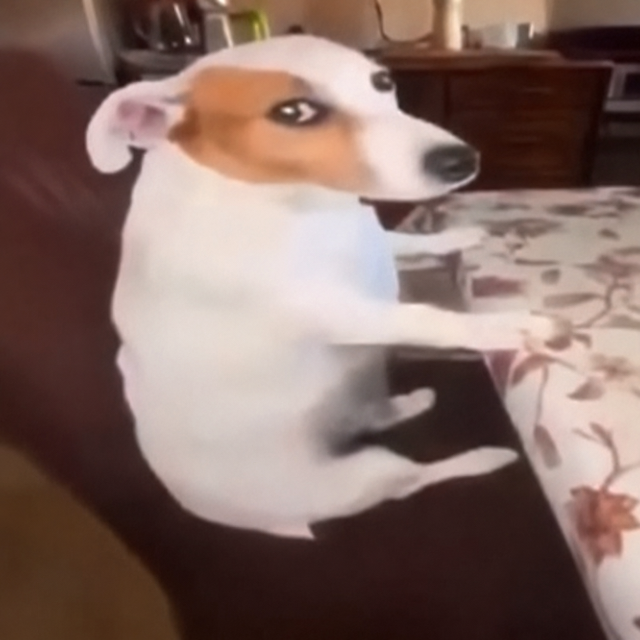 awkdog