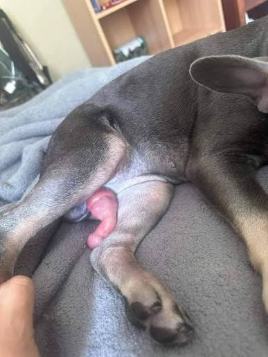 DOG'S DICK logo