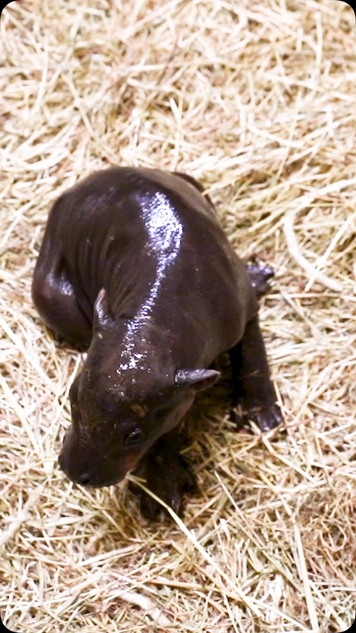 Piper's baby logo