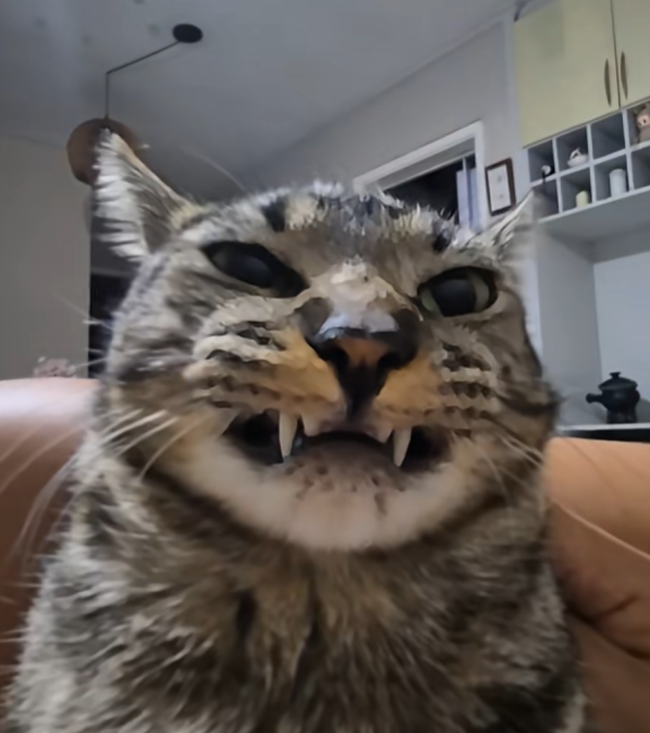 Mushu The Cat logo