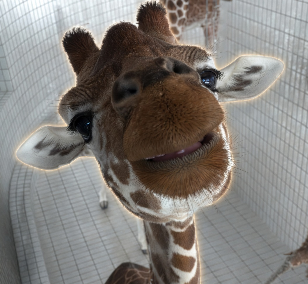 かわいすぎるキリン